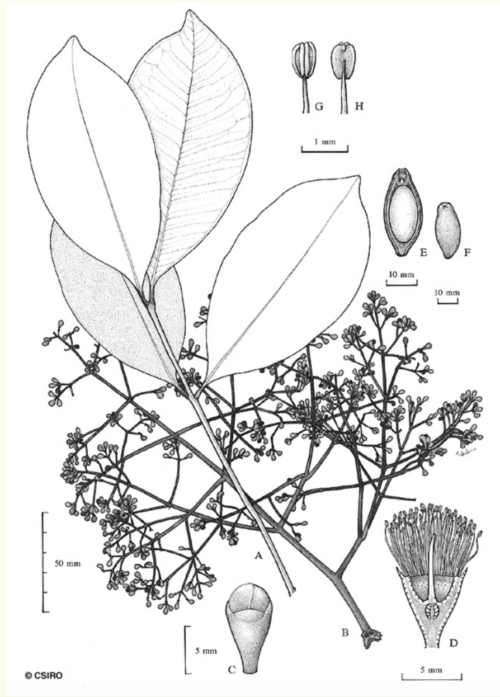 Syzygium branderhorstii – Lockerbie Satinash (plant)